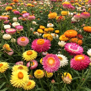 GEMI เมล็ดดอกกระดาษ 1000 เมล็ด Strawflower สีสด ปลูกง่าย ดอกแห้งไม่ร่วง เมล็ดพันธุ์ดอกกระดาษ