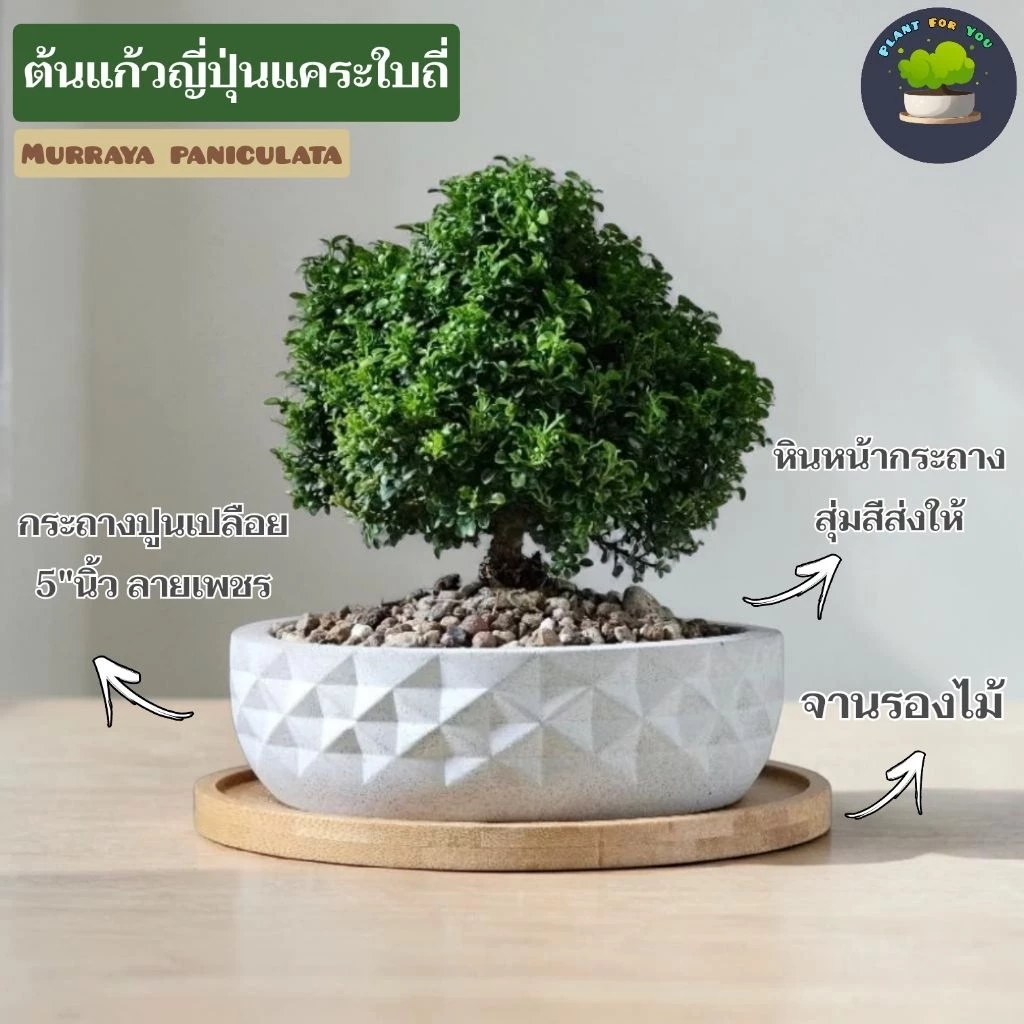 ต้นแก้วญี่ปุ่นแคระ Murraya paniculata (L.) Jack. พร้อมกระถาง+จานรอง+หินกรวด PLANT FOR YOU