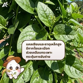 เมล็ดพันธุ์ ผักปลังญี่ปุ่น พันธุ์มุราซากิ บรรจุ50เมล็ด+/ซอง ปลูกง่าย งอกดี ยอดใหญ่ เมือกน้อย(เป็นที่นิยมมาก)