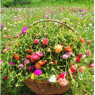 กิ่งแพรเซี่ยงไฮ้ คละสี7-10 สี เก็บสดทุกวัน รับประกันความสวยและสด กิ่งยาวอวบ สีสันสวยงาม