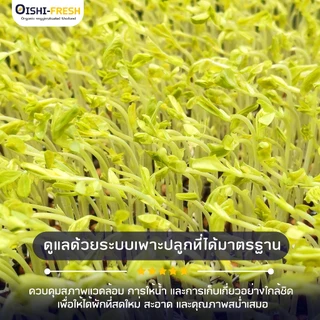 🛒Oishi-Fresh🥬โต้วเหมี่ยว ปลอดสารพิษ 100 ก. รสชาติกรอบ สด ใหม่ ใยอาหารสูง หวานออร์แกนิค เคลมได้ 1-2 วัน