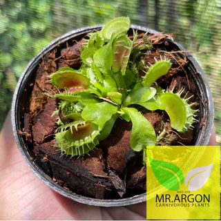 กาบหอยแครงแดง (Dionaea muscipula) กระถาง 2 นิ้ว 3 นิ้ว และ 4 นิ้ว หลากหลายสายพันธุ์ "Venus flytrap"