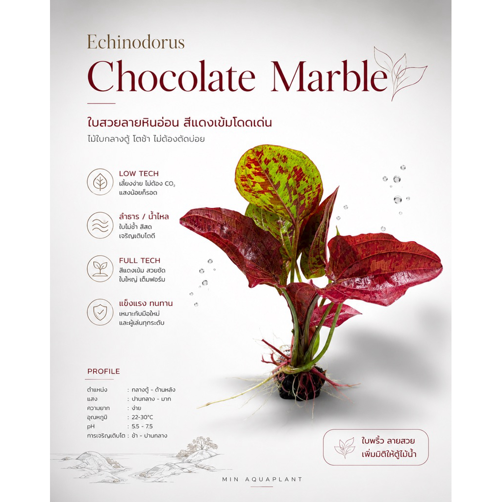 [MIN]Echinodorus chocolate marble อเมซอนใบค่อนข้างอ้วน สีแดงง่าย มีลวดลายเหมือนช้อคโกแลตต แบบ wabi