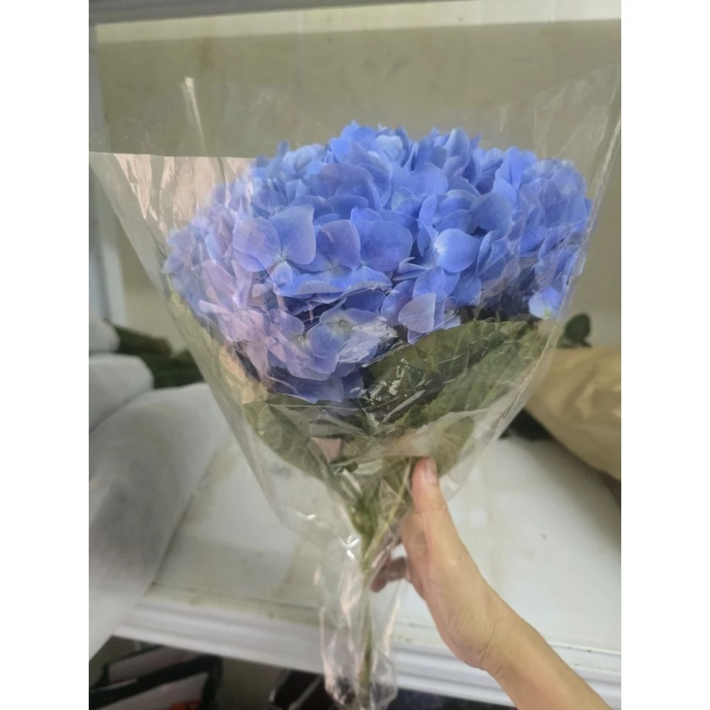 [ สินค้าพร้อมจัดส่งด่วน ] ดอกไฮเดรนเยียหัวใหญ่ๆ ดอกไม้สด