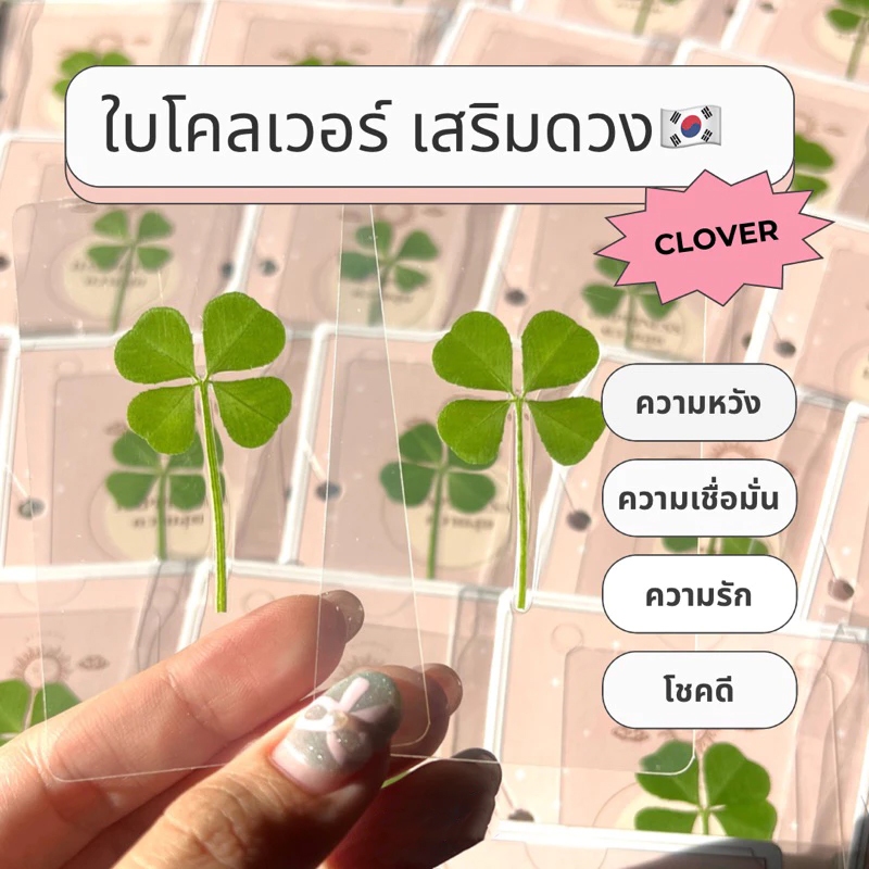 IDEAL *** ใบโคลเวอร์ 4 แฉก แห่งความโชคดีจากธรรมชาติ