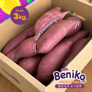 Beniko มันหวานญี่ปุ่น เบนิฮารุกะ ยกลัง 3 กก. (ไม่รวมกล่อง) สายพันธุ์ยอดนิยมจากญี่ปุ่น