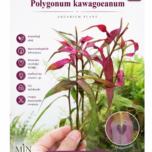 [MIN] polygonum kawagoeanum ไผ่ชมพู low techได้ สีชมพูมีแต้มรูปหัวใจสีดำกลางใบ เลี้ยงง่ายๆแบบ wabi โยนจบ!