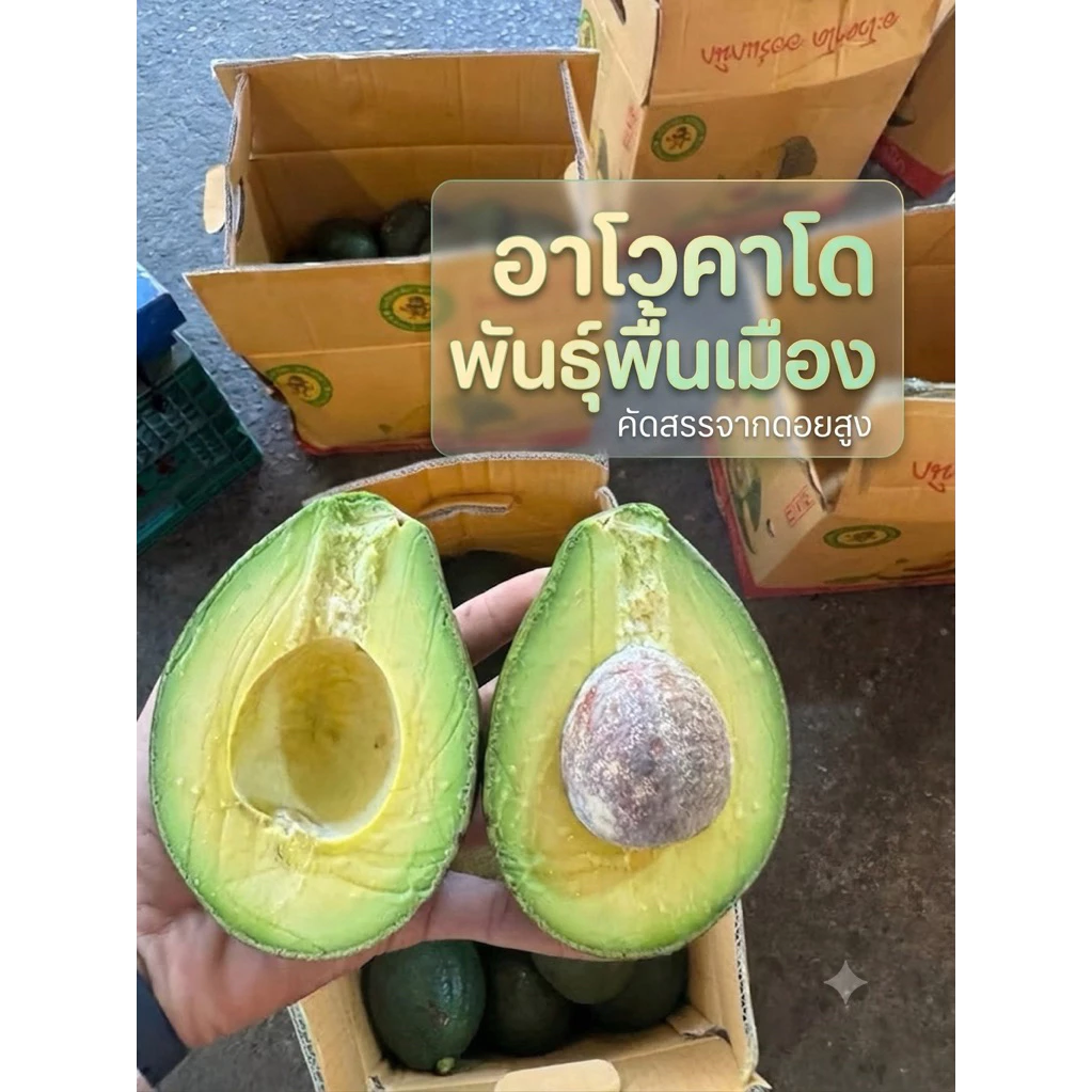 อะโวคาโดสดจากสวน 5-7ลูกโล คัดพันธุ์พื้นเมือง(ชั่งรวมกล่อง) รสชาติหวานมัน 3กิโลกรัม