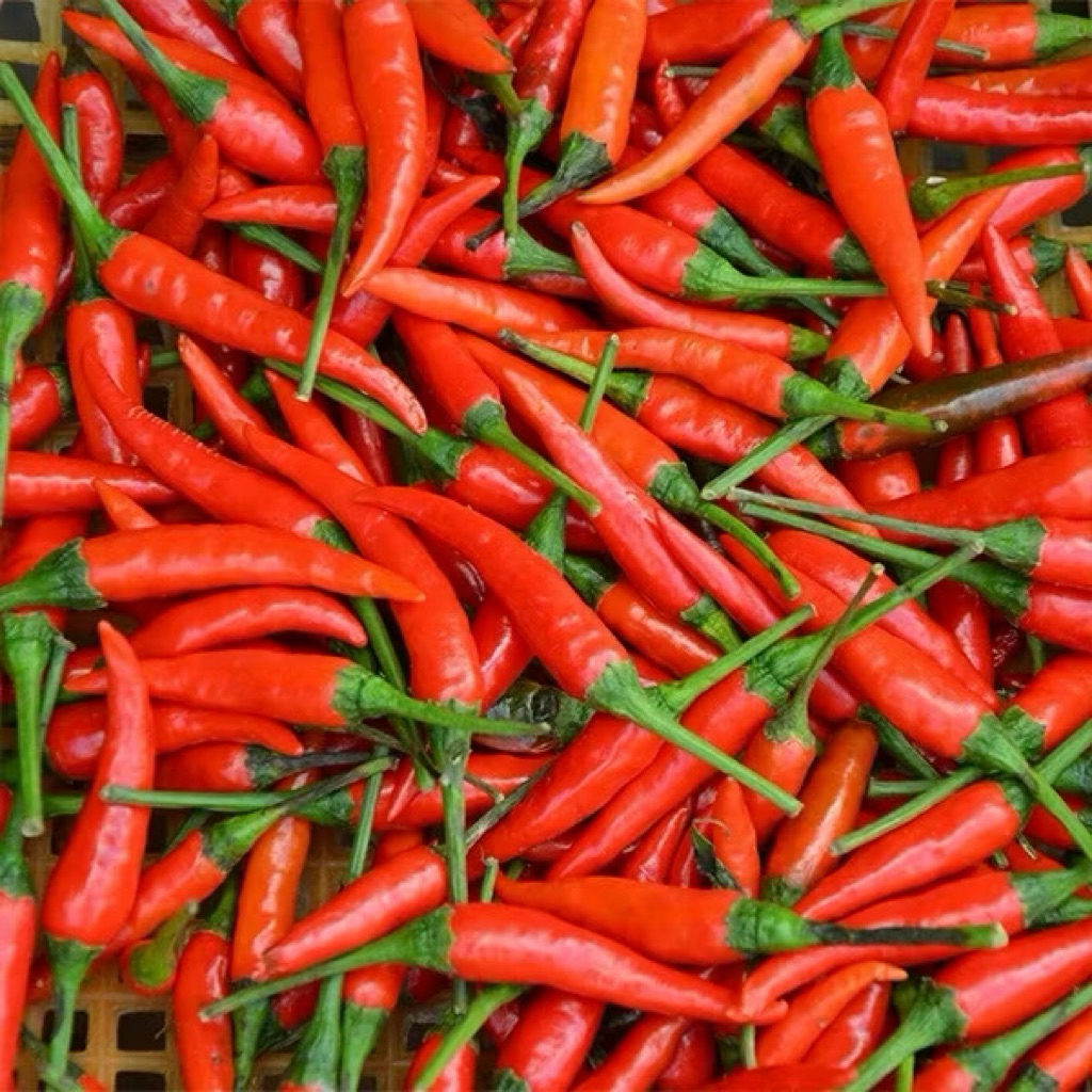 เมล็ดพันธุ์พริกจินดา 50 เมล็ดราคา 4 บาทซื้อ3แถม1