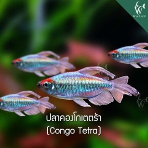ปลาคองโกเตตร้า Congo Tetra (ไซส์ 2 นิ้ว)