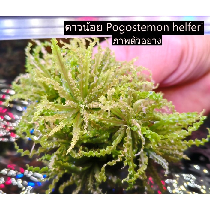 ดาวน้อย Pogostemon helferi ต้นเปล่า 5 ต้น  ร้านปาร์ค ไม้น้ำ พร้อมส่ง