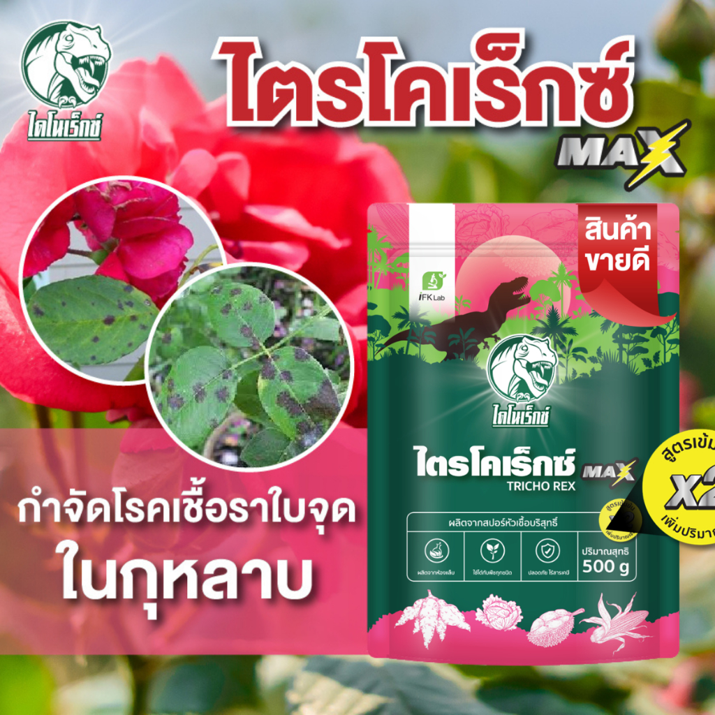 กำจัดเชื้อรา สาเหตุของโรคใบจุด ในดอกกุหลาบ ไตรโคเดอร์มา ไตรโคเร็กซ์ ปลอดภัยต่อคนและสัตว์เลี้ยง