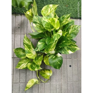 พลูด่าง/พลูด่างราชินีหินอ่อนMarble Queen กระถาง3-8นิ้วและแบบกิ่งตัดสด