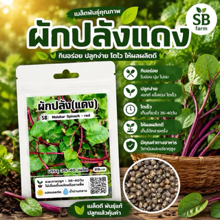 ผักปลังแดง 35-40 เมล็ด/ซอง Malabar Spinach - Red 🔥โปรโมชั่น [ซื้อ 2 แถม 1ซอง]