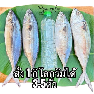 ปลาทูมันหอมเค็มน้อย 3-5ตัวโล มีไซร้ใหญ่ๆ เลือกไซร้ได้ เนื้อเเน่นทำสดใหม่ ไม่ตุไม่เละ ทำใหม่ทุกวัน เค็มน้อยดองเกลือ1คืน