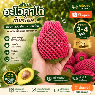 AVO DOI อโวคาโดสดจำนวน 1 กิโลกรัม ขนาด 3-4 ลูก จากเชียงใหม่