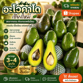 AVO DOI อโวคาโดสดจำนวน 1 กิโลกรัม ขนาด 3-4 ลูก จากเชียงใหม่