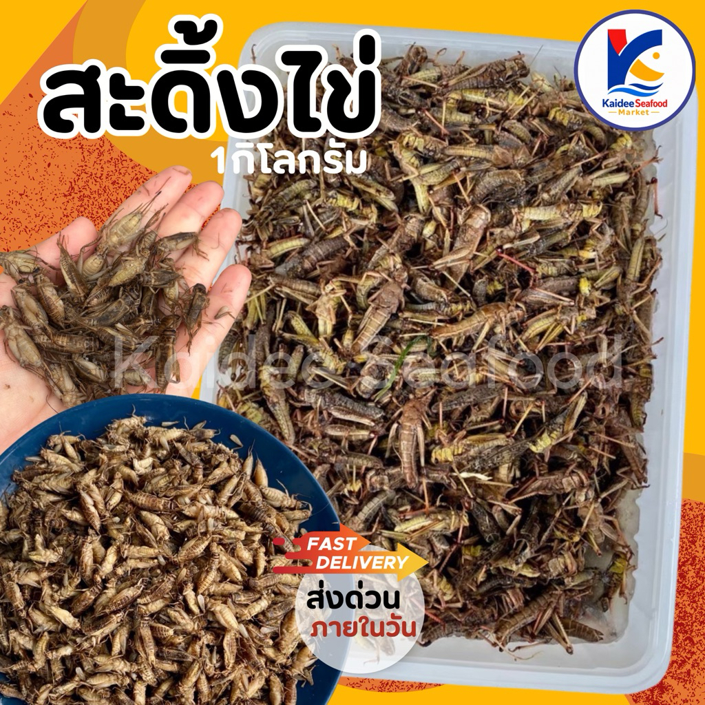 สะดิ้งไข่ แช่แข็ง 1Kg. 🦗🔥 ส่งด่วนภายในวัน 🚛เหมาค่าส่ง ฟรีกล่องโฟม!! ทุกจังหวัดทั่วไทย🎉