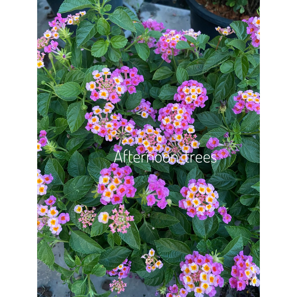ผกากรอง สีชมพู เลือกขนาดได้