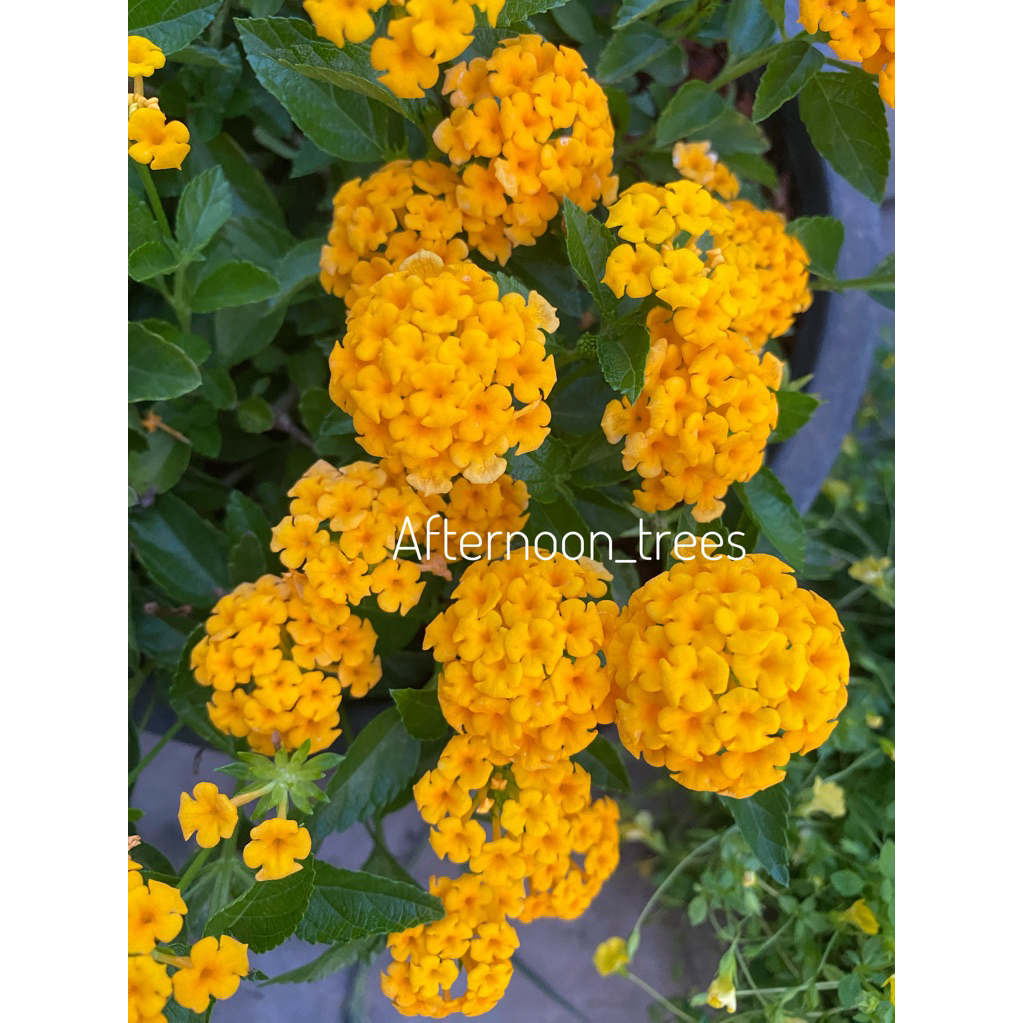 ผกากรอง สีเหลืองเลมอน เลื้อย พันธุ์ใหม่ มีหลายขนาด ดอกสีเหลืองสดไม่มีขาวปน