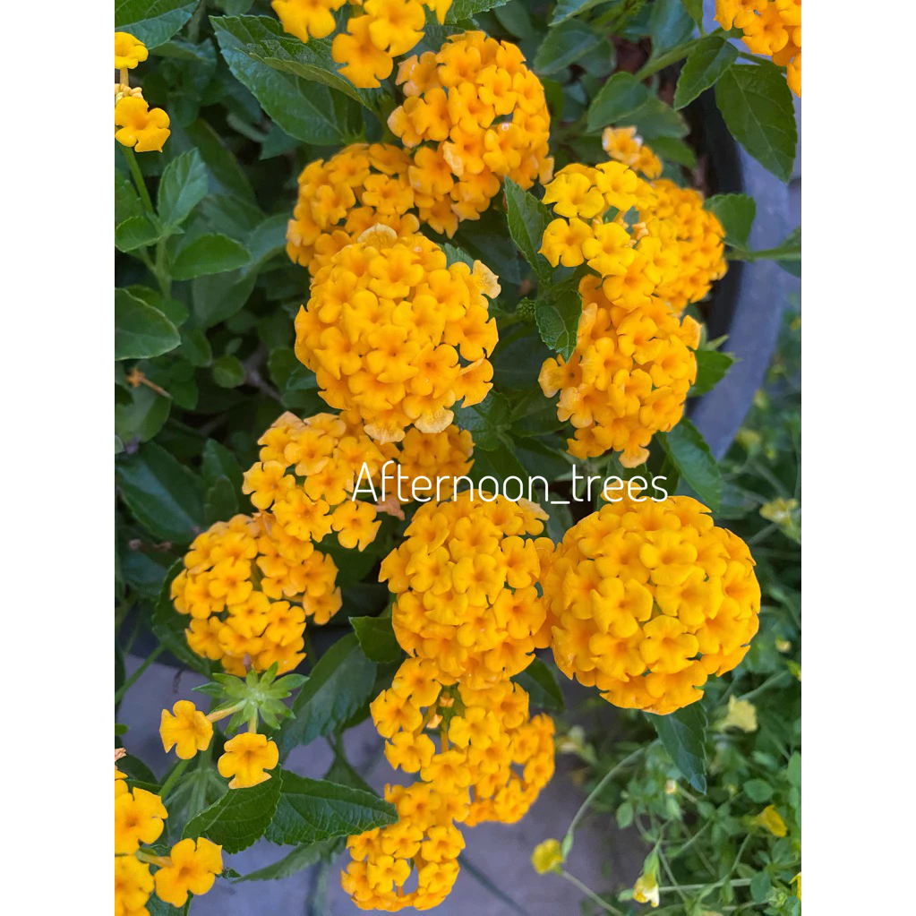 ผกากรอง สีเหลืองเลมอน เลื้อย พันธุ์ใหม่ มีหลายขนาด ดอกสีเหลืองสดไม่มีขาวปน