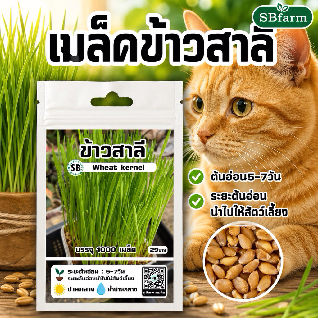 เมล็ดต้นอ่อนข้าวสาลี - งอกเร็ว3-7วัน [บรรจุ 1000เมล็ด/ซอง]