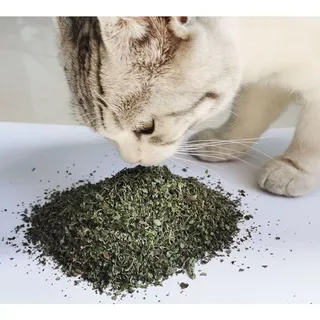 🌿 TCS แคทนิปอบแห้ง 2 กรัม 🐱 ซองแคทนิปแท้ 100% หญ้าแมวอบแห้ง กระตุ้นการเล่น ผ่อนคลาย ลดความเครียด สำหรับแมวทุกสายพันธุ์ 💚
