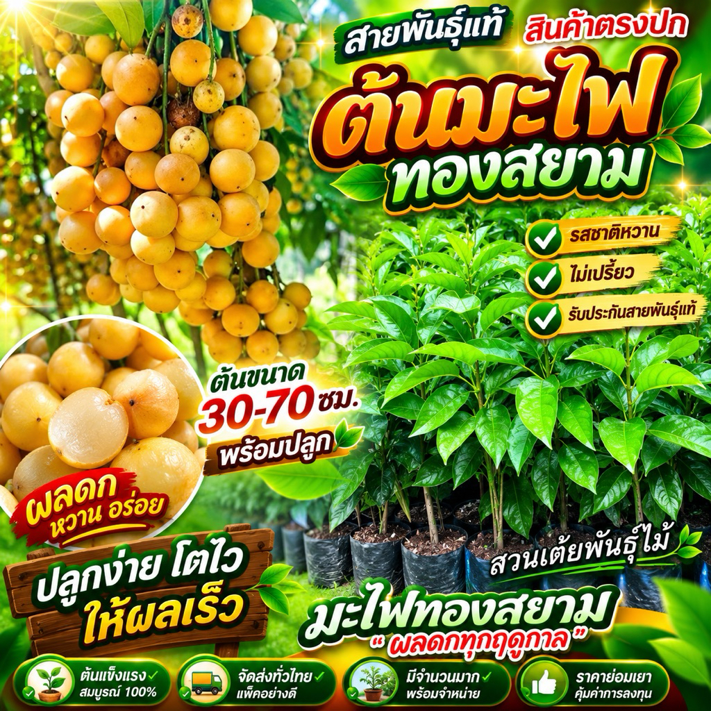 ต้นมะไฟทองสยามกิ่งตอนขนาด30-70cmชำเรียบร้อยพร้อมปลูกรสชาติหวานไม่เปรี้ยว ต้นแข็งแรงพร้อมปลูก รับประกันพันธุ์แท้