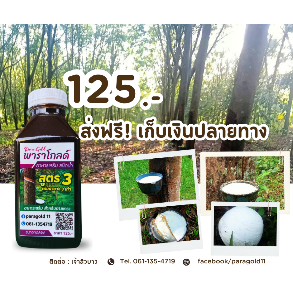 พาราโกลด์ สูตร 3 (ขนาดทดลอง) เพิ่มน้ำยางได้มากถึง 2เท่า รักษาหน้ายาง ขยายท่อน้ำยาง และสร้างความสมบูรณ์ ป้องกันเชื้อรา