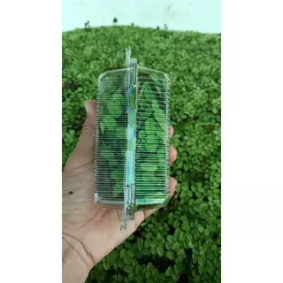 จอกใบมะขาม 1 กล่อง☘️☘️☘️