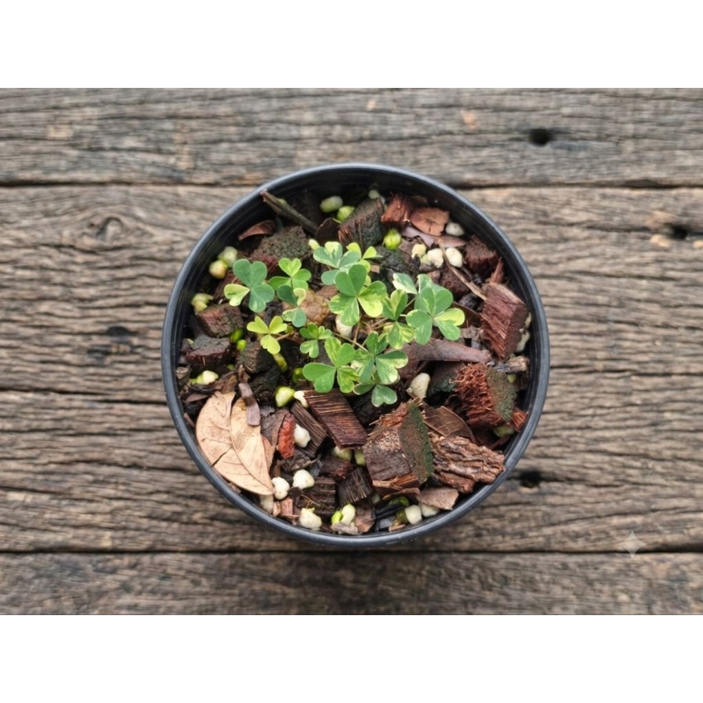 Oxalis corniculata L. Oxalidaceae ส้มกบด่าง สวยมาก