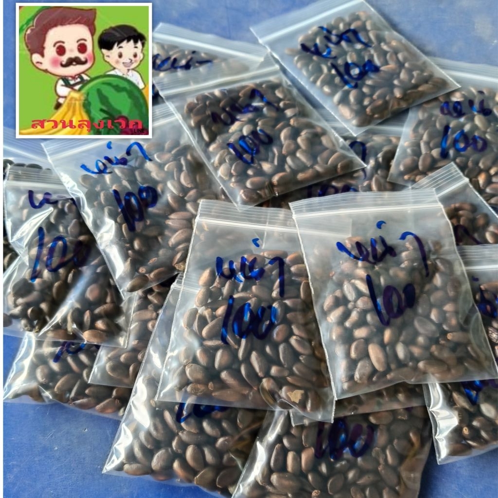 เมล็ดพันธุ์น้อยหน่าหนัง เมล็ดพันธุ์ต้นน้อยหน่า ชุดล่ะ 100 เม็ด