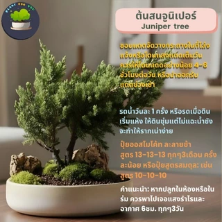 🌳ต้นบอนไซสวนถาด "ตรงปกตามรูป" มีหลายชนิดเลือกฟอร์มต้นได้ในตัวเลือก พร้อมกระถางเซรามิก5-9"นิ้ว