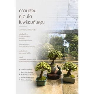 เบี้ยเศรษฐี💰ปะการังเขียว (Elephant bush / Portulacaria Afra.)🐘🌿บอนไซจิ๋ว กระถาง 3”