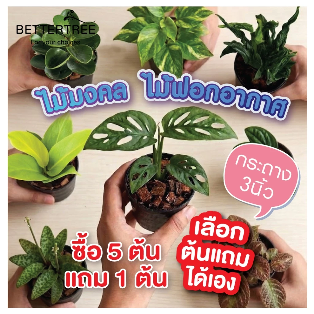 (5 แถม 1)✅เฉพาะไม้เลี้ยงในร่ม ในบ้านได้ ช่วยฟอกอากาศ 3 นิ้ว ✅แจ้งต้นแถมทางแชท ต้นไม้