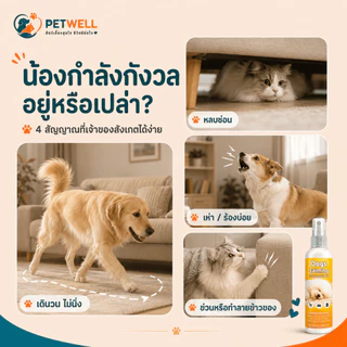 สเปรย์ฟีโรโมนแมว PETWELL ระงับการเป็นสัด ผ่อนคลายอารมณ์ ส่งเสริมการนอนหลับ ไม่มีผลข้างเคียง 100ml