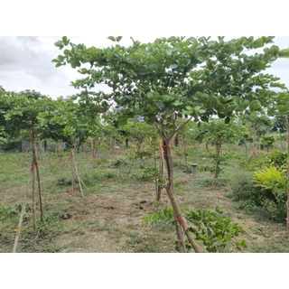 ต้นแก้วเจ้าจอมพันธุ์6+4(10ใบ) สูง 70 cm.
