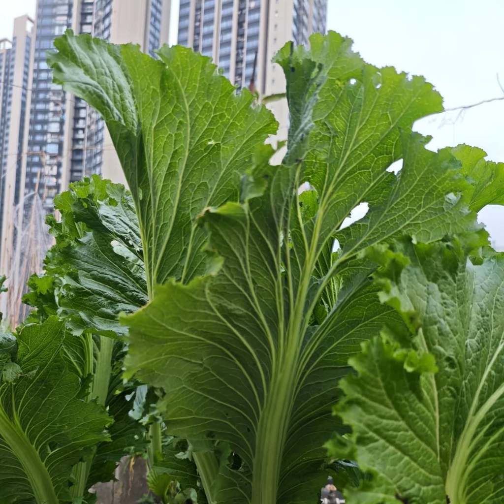 เมล็ดพันธุ์ วาซาบิ มัสตาร์ด (Wasabi Mustard Seed) บรรจุ 500 เมล็ด คุณภาพดี ราคาถูก ของแท้ 100% Mustard Seeds