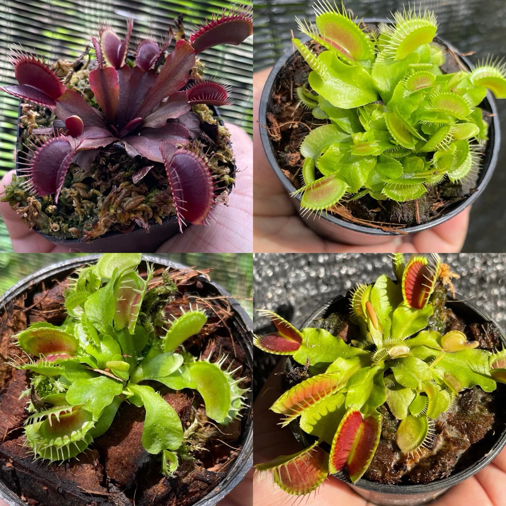 กาบหอยแครงแดง (Dionaea muscipula) กระถาง 2 นิ้ว 3 นิ้ว และ 4 นิ้ว หลากหลายสายพันธุ์ "Venus flytrap"