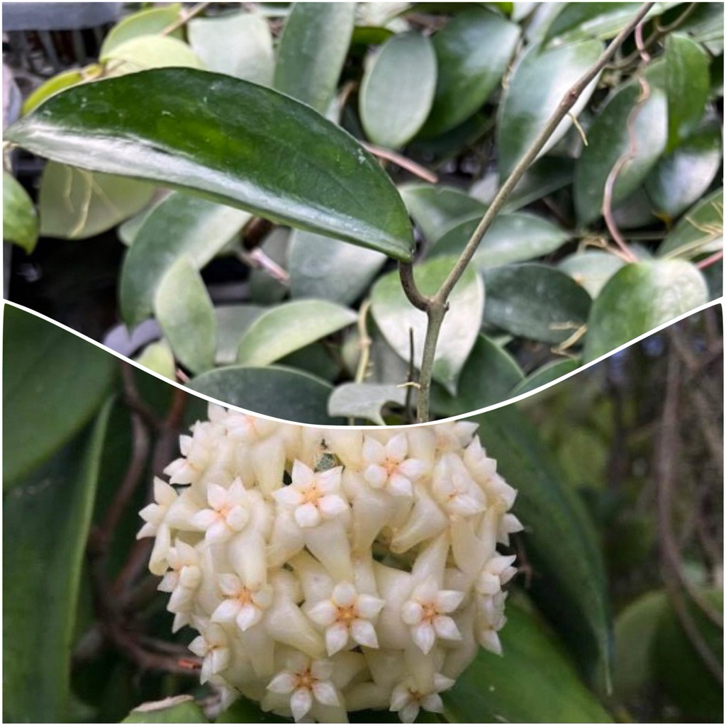 Hoya pottsii โฮยาดอกหอม ดอกสีขาว ทรงกลมกิ๊ก ปลูกในกระถาง 1 นิ้ว