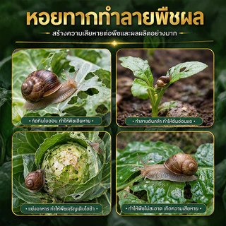 🔥รุ่นยอดฮิต กำจัดหอย 500g สลายตัวเร็วจึงทำให้ไม่มีสารพิษตกค้างในพืชและสภาพแวดล้อม ยาฆ่าหอย เหยื่อกำจัดหอย ยาฆ่าหอยทาก