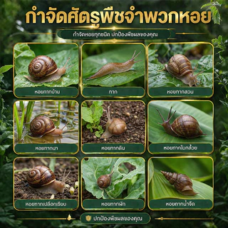 🔥รุ่นยอดฮิต กำจัดหอย 500g สลายตัวเร็วจึงทำให้ไม่มีสารพิษตกค้างในพืชและสภาพแวดล้อม ยาฆ่าหอย เหยื่อกำจัดหอย ยาฆ่าหอยทาก