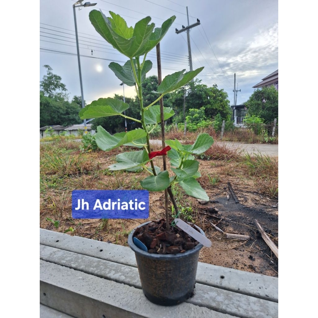 มะเดื่อฝรั่งสายพันธุ์ JH Adriatic เขียวใส้แดง