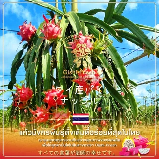 🇹🇭Oishi-fresh🍒แก้วมังกร ปลอดสารพิษ 1 กก. รสชาติกรอบ สด ใหม่ ใยอาหารสูง หวานออร์แกนิค จัดส่ง 24 ชม.