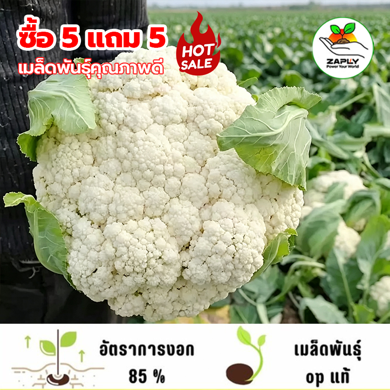 5แถม5!! ดอกใหญ่จริง!! 600 เมล็ด เมล็ด​พันธุ์​ กะหล่ำดอก​ Cauliflower​ เมล็ดพันธุ์คุณภาพ