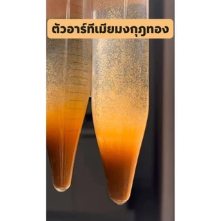 พิเศษ 30 กรัม อาร์ทีเมีย มงกุฎทอง Artemia cycst golden crown