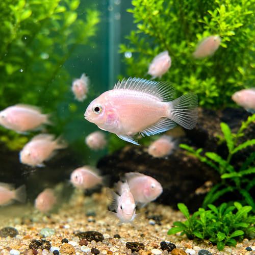 ปลานกแก้วบลูแพลตตินั่ม ไซส์1 นิ้ว (Blue Tiger Platinum Parrot)
