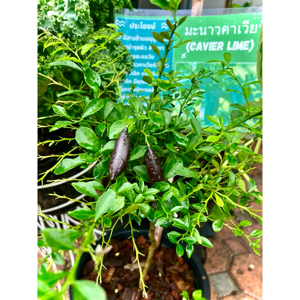 Citrus Australasica / Lime Caviar / Finger Lime  มะนาวคาเวียร์ 🇦🇺🇦🇺 มีรสเปรี้ยว และกลิ่นหอม ยกระดับค