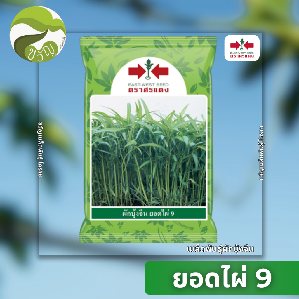 เมล็ดพันธุ์ผักบุ้ง ผักบุ้งจีน ยอดไผ่ 9 ตราศรแดง ขนาด1kg ลอตใหม่ล่าสุด