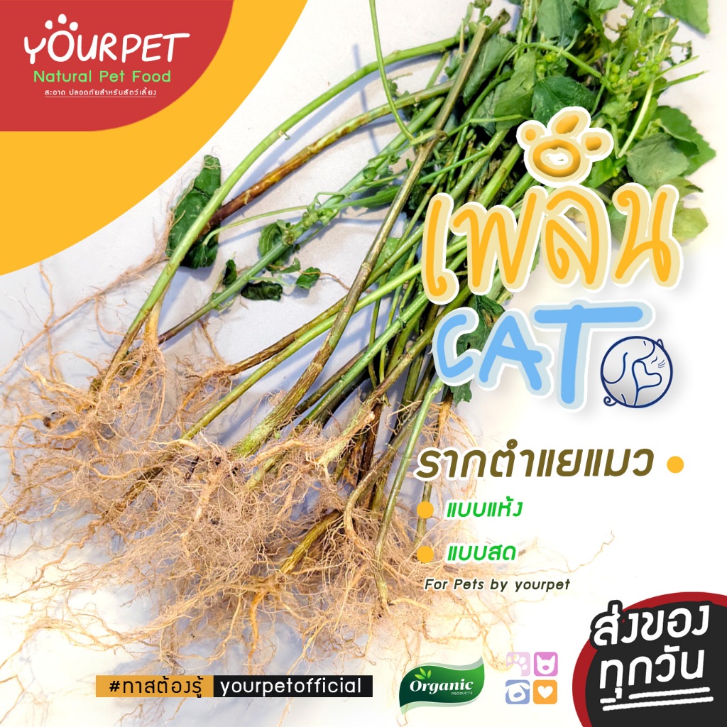 ตำแยแมว ( พิเศษ 20 ต้น )  ส่งแบบคัดราก เหมือนแคทนิปแมว ของเล่นแมวชอบ